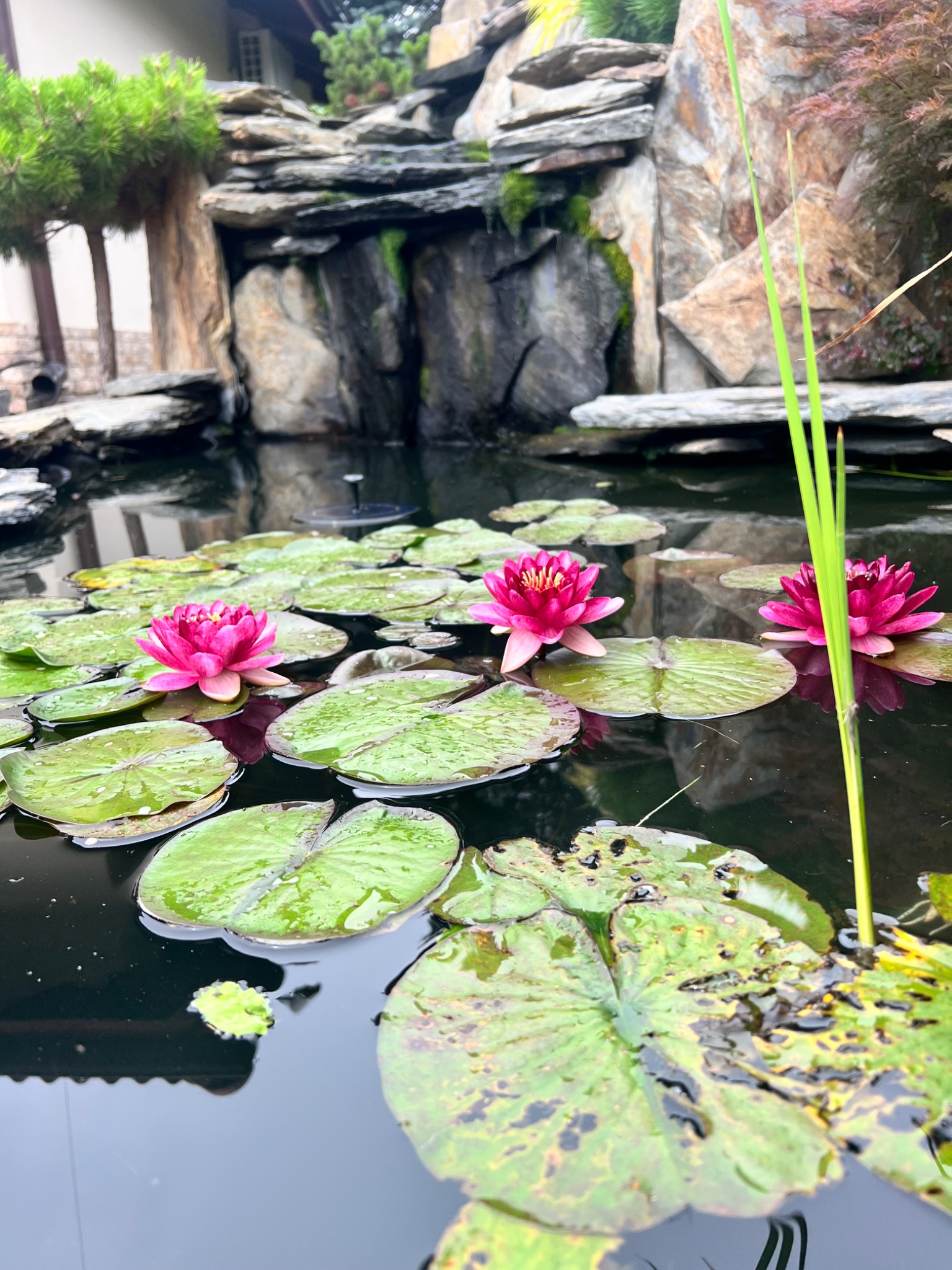 Kaskada z kamienia i kwitnące lilie wodne w oczku wodnym w Krakowie. Roślinność odbija się w tafli wody.