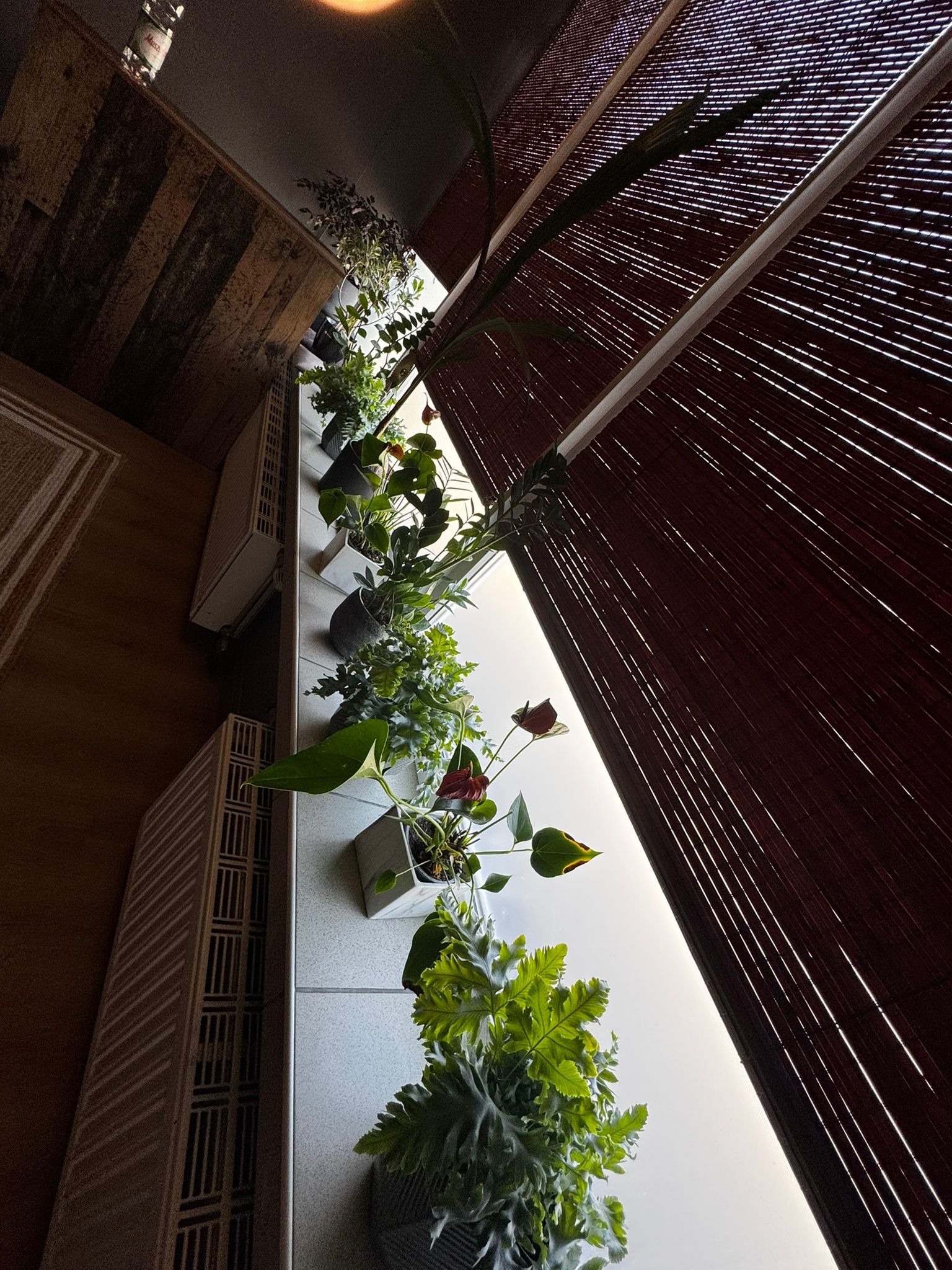 Rząd doniczkowych roślin na parapecie pod bambusową roletą, widziany z dołu pod kątem, z widocznym fragmentem grzejnika i drewnianej ściany w tle.