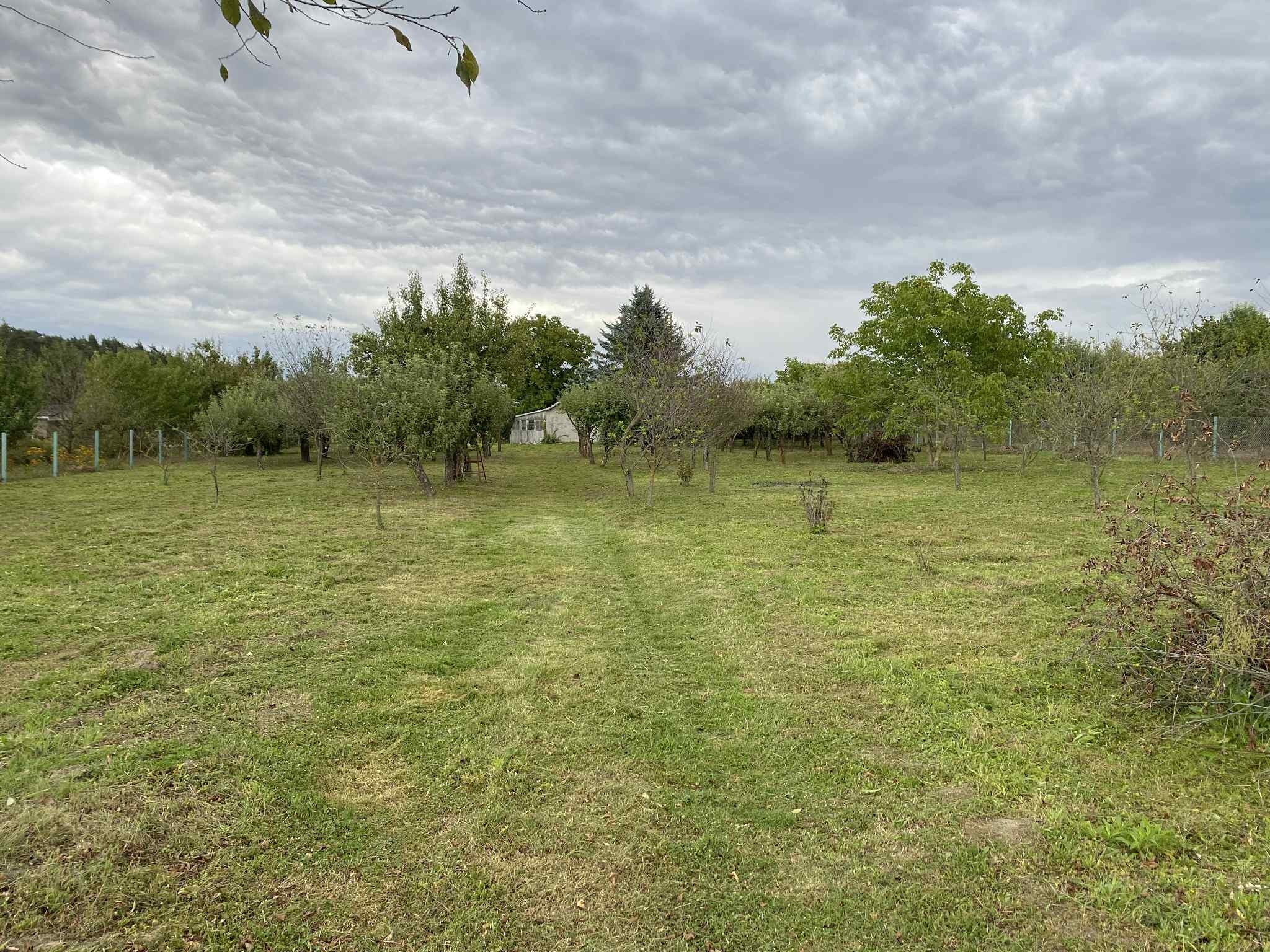 Rozległy, zielony teren z rzędami drzew owocowych, ogrodzony siatką. Widoczny ślad po koszeniu trawy i mały budynek w tle pod pochmurnym niebem.