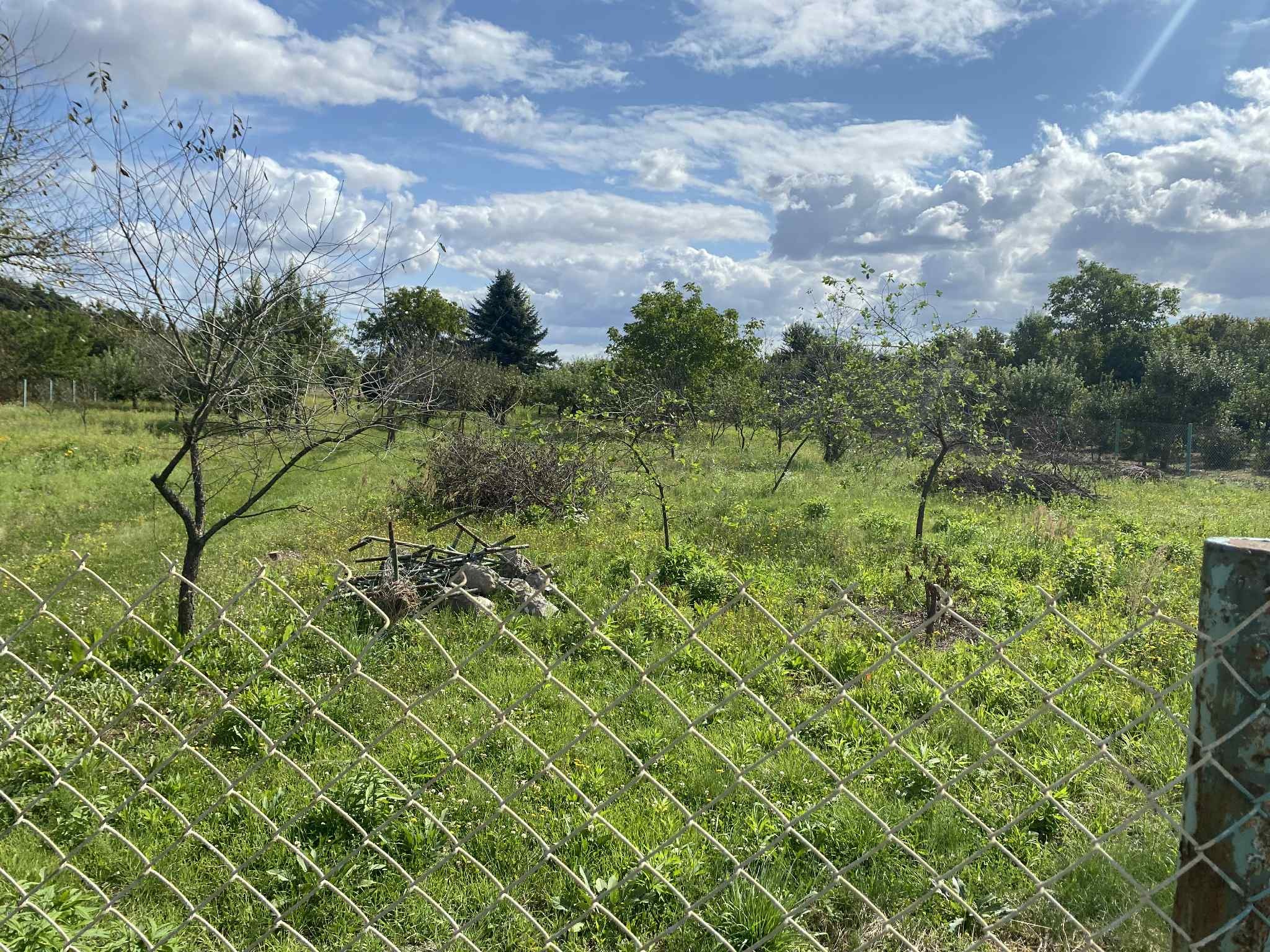 Widok na zarośnięty ogród z młodymi drzewkami, stertą gałęzi i fragmentem metalowej siatki ogrodzeniowej na pierwszym planie, pod błękitnym niebem.