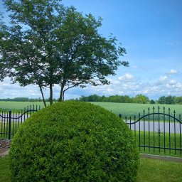 GardenCare - Krzew w kształcie kuli i drzewo za czarnym ogrodzeniem w Namysłowie. W tle pole i błękitne niebo z chmurami.