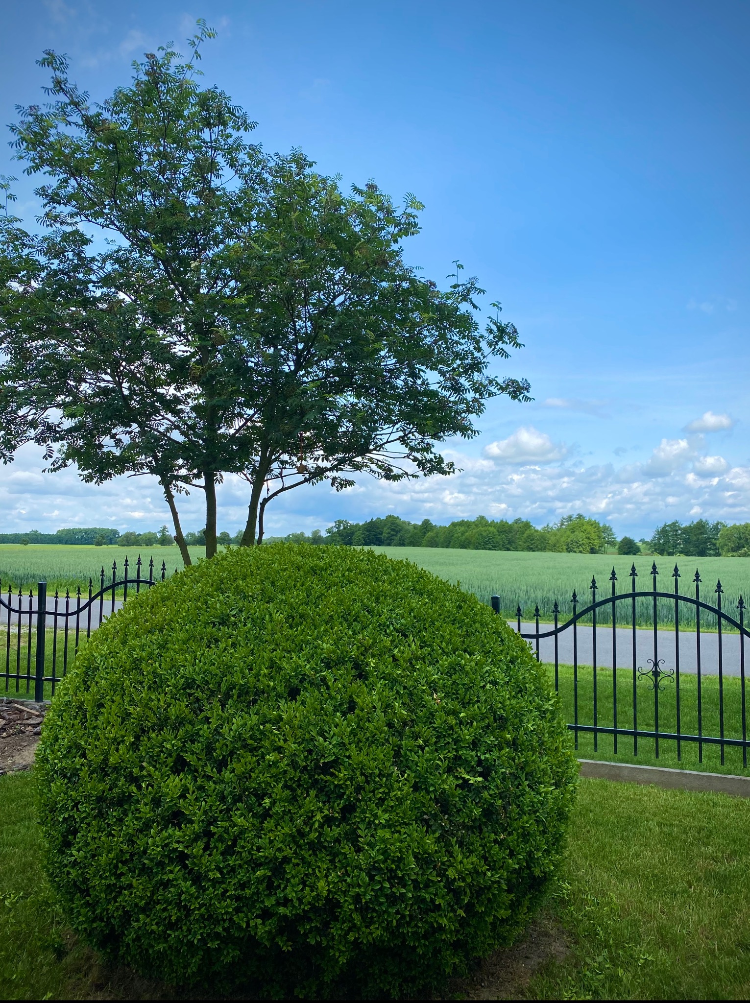 Krzew w kształcie kuli i drzewo za czarnym ogrodzeniem w Namysłowie. W tle pole i błękitne niebo z chmurami.