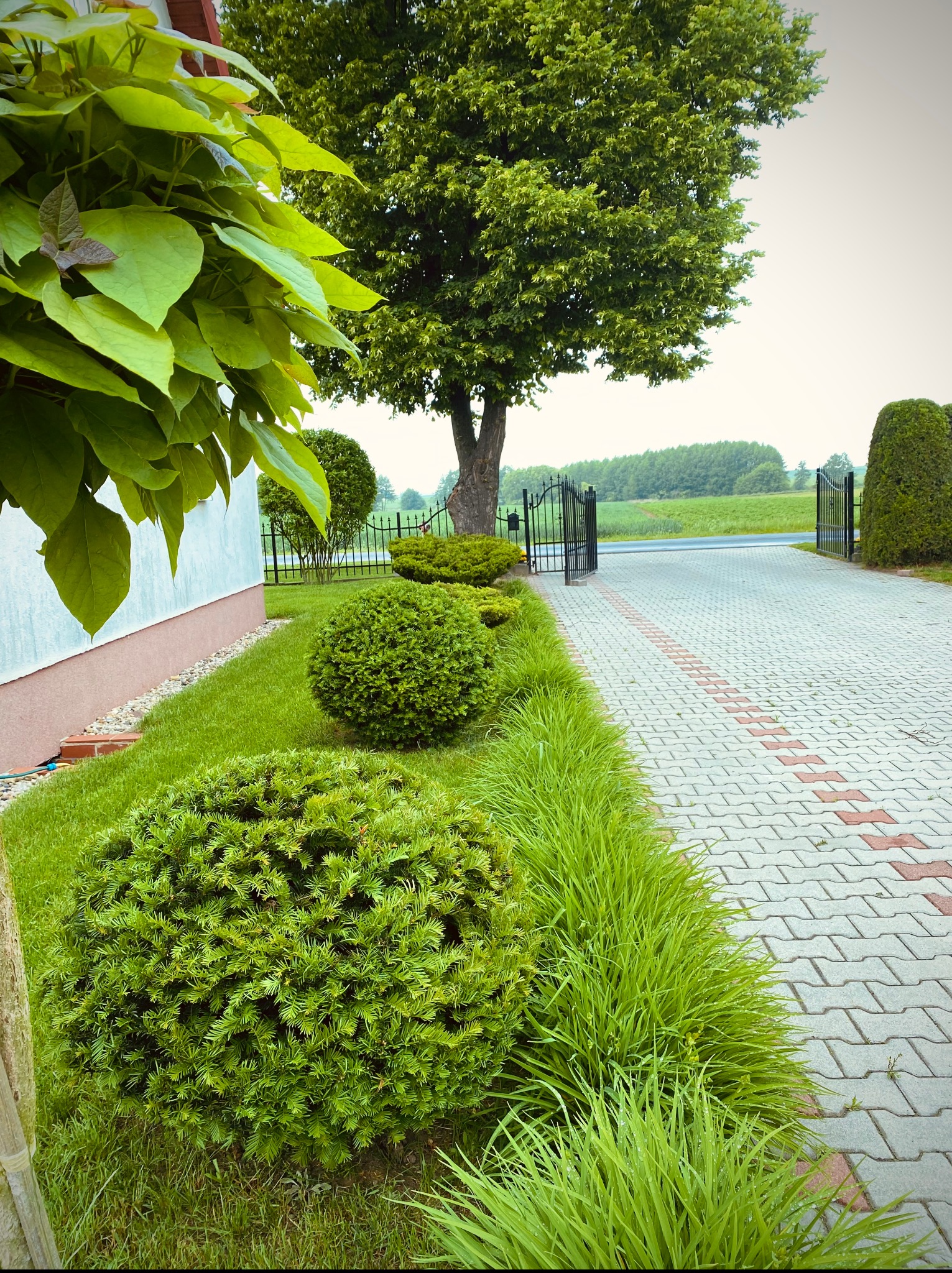 Ogród z równo przystrzyżonymi kulistymi krzewami wzdłuż ścieżki z kostki brukowej, prowadzącej do otwartej, czarnej bramy wjazdowej. W tle widoczne drzewa i pole.