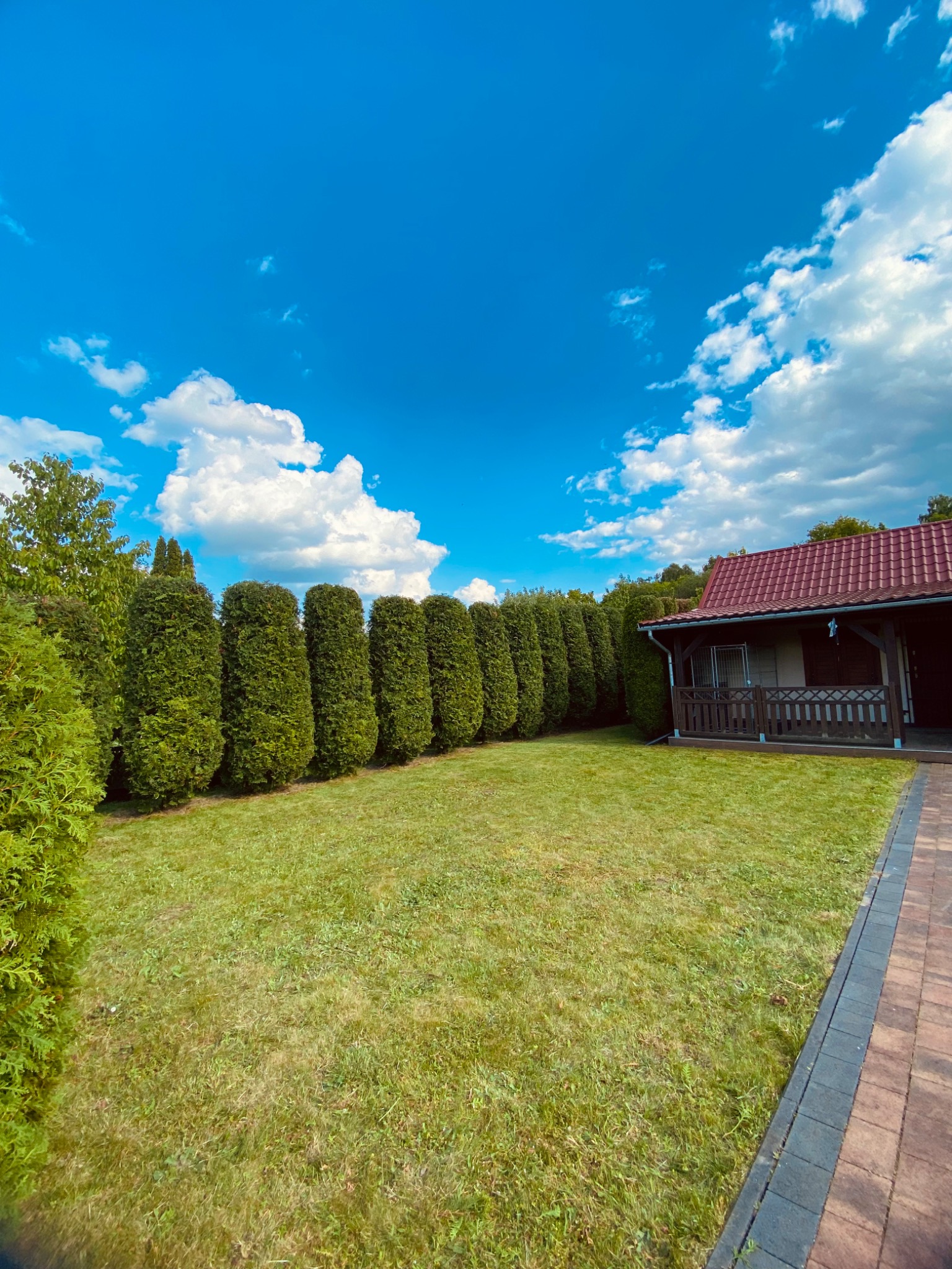 Zadbany ogród z równo przyciętym trawnikiem, rzędem tuj i domem z czerwonym dachem w słoneczny dzień. Widok z poziomu gruntu.