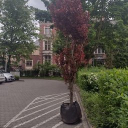 Sadzenie drzew Bierzów 2