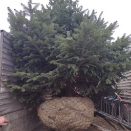 Sadzenie drzew Bierzów 3