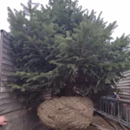 Duża choinka iglasta zabezpieczona jutą w metalowej skrzyni transportowej, gotowa do posadzenia. Widoczne drabina i narzędzia ogrodnicze.