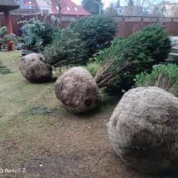 Sadzenie drzew Bierzów 4