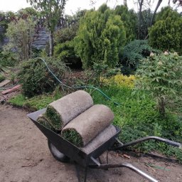 BBK KRZYSZTOF BARAN-BARAŃSKI - Wózek z rolkami trawy na tle ogrodu z tujami, krzewami i betonowym płotem. Częściowo ułożona trawa z rolki. Wąż ogrodowy.