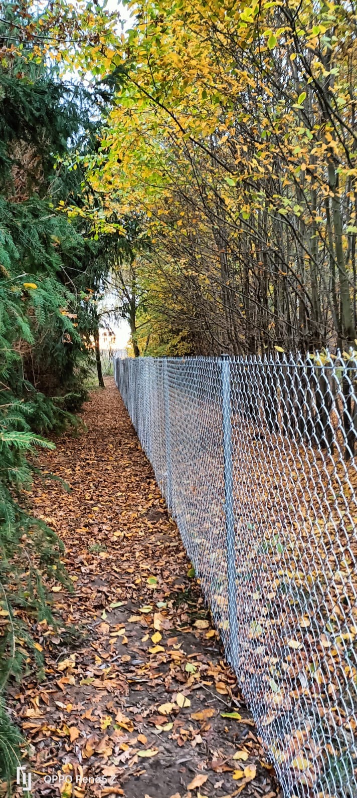 Długi, nowy, srebrny płot z siatki ogrodzeniowej biegnie wzdłuż ścieżki w lesie, gdzie ziemię pokrywają opadłe, jesienne liście. Po obu stronach płotu rosną drzewa.