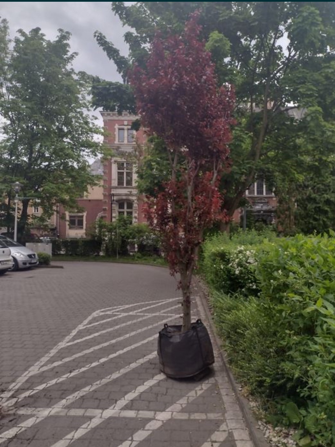 Drzewo o czerwonych liściach w czarnym worku, gotowe do posadzenia, stoi na wybrukowanym placu obok chodnika i zielonych krzewów. W tle budynek.