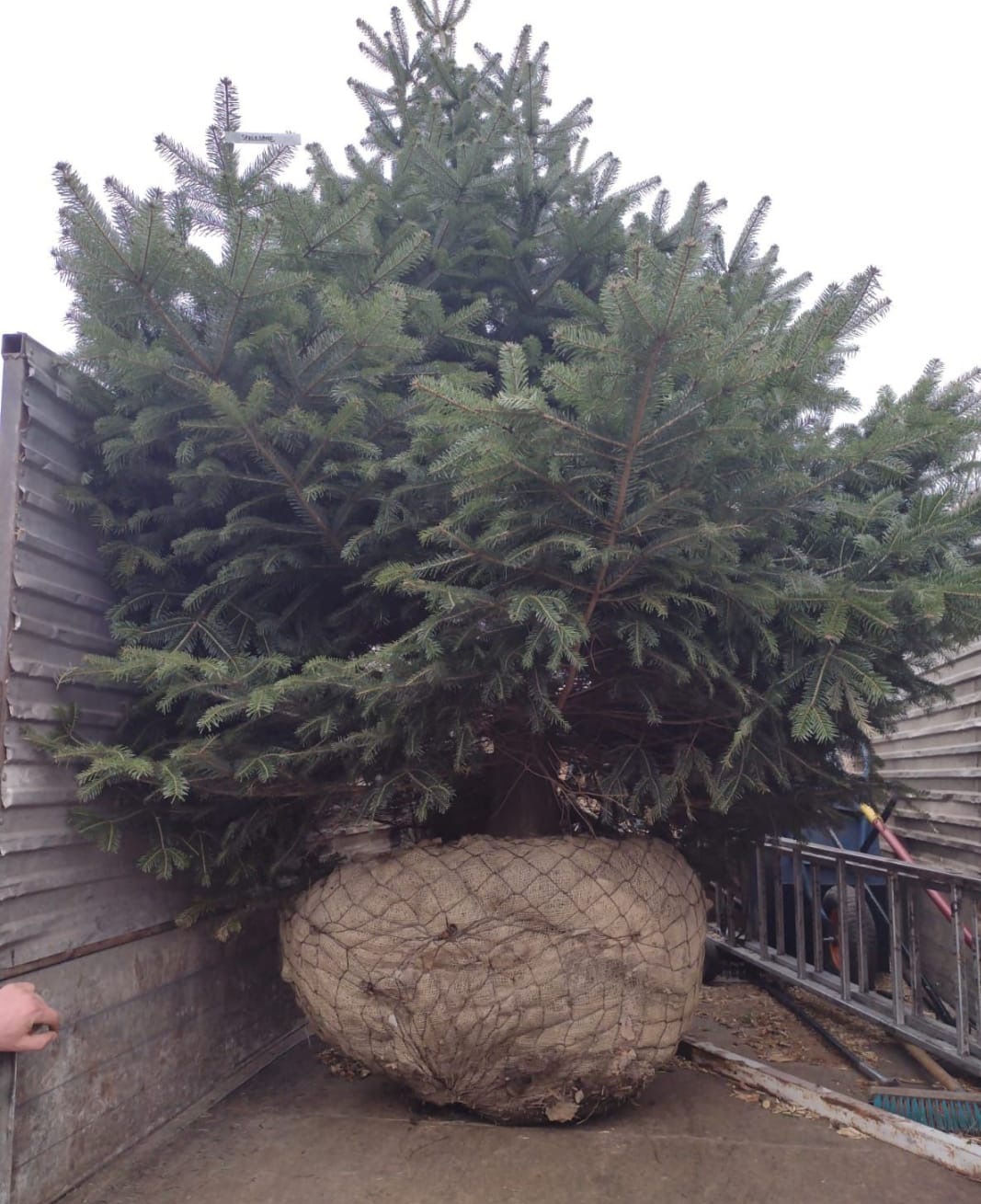 Duża choinka iglasta zabezpieczona jutą w metalowej skrzyni transportowej, gotowa do posadzenia. Widoczne drabina i narzędzia ogrodnicze.