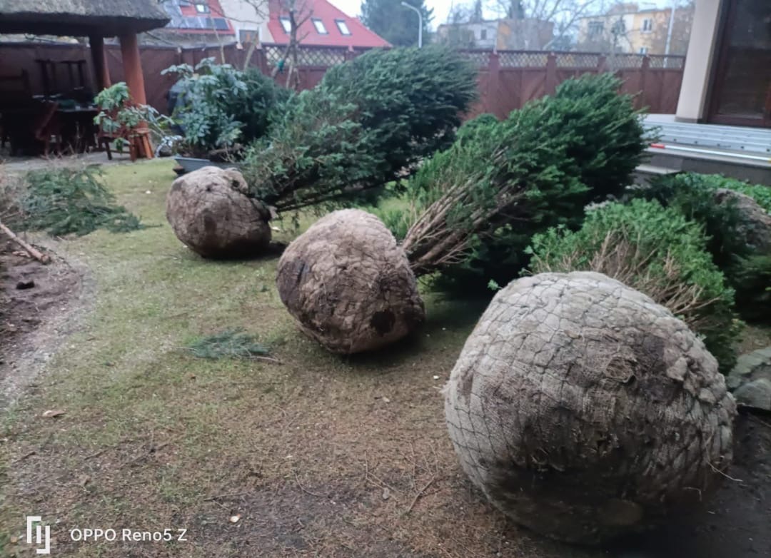 Przygotowane do sadzenia drzewka iglaste z bryłą korzeniową zabezpieczoną jutą, leżące na trawniku przed domem z drewnianą altaną w tle.