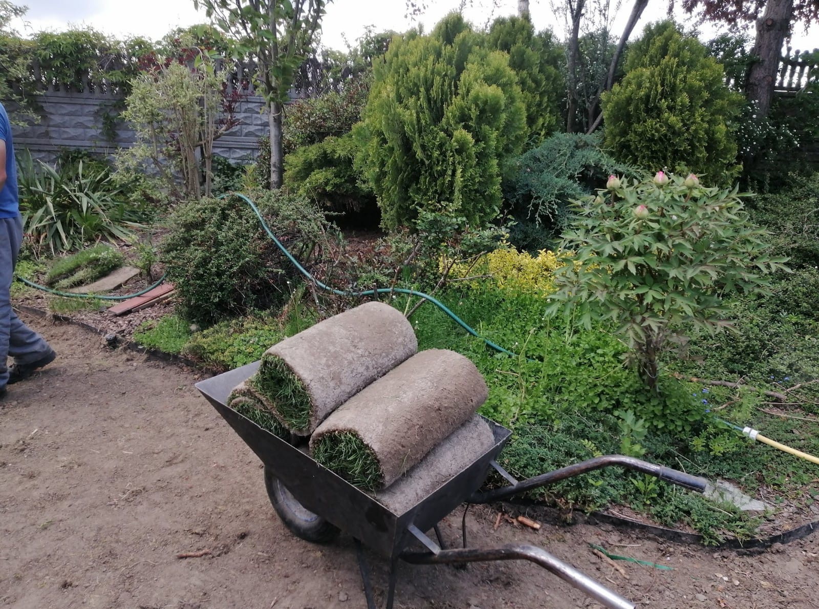 Wózek z rolkami trawy na tle ogrodu z tujami, krzewami i betonowym płotem. Częściowo ułożona trawa z rolki. Wąż ogrodowy.