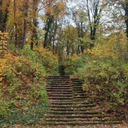 Przycinanie drzew Szczecin 1