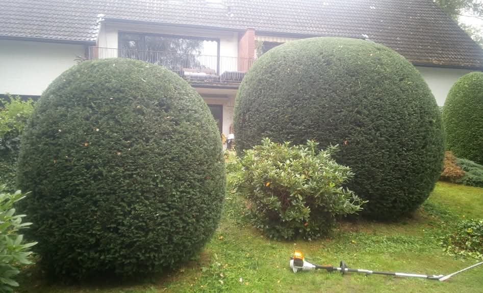 Okrągłe krzewy na tle domu po strzyżeniu, z leżącymi nożycami do żywopłotu z włączonym światłem, ukazujące precyzję i efekt pielęgnacji zieleni.