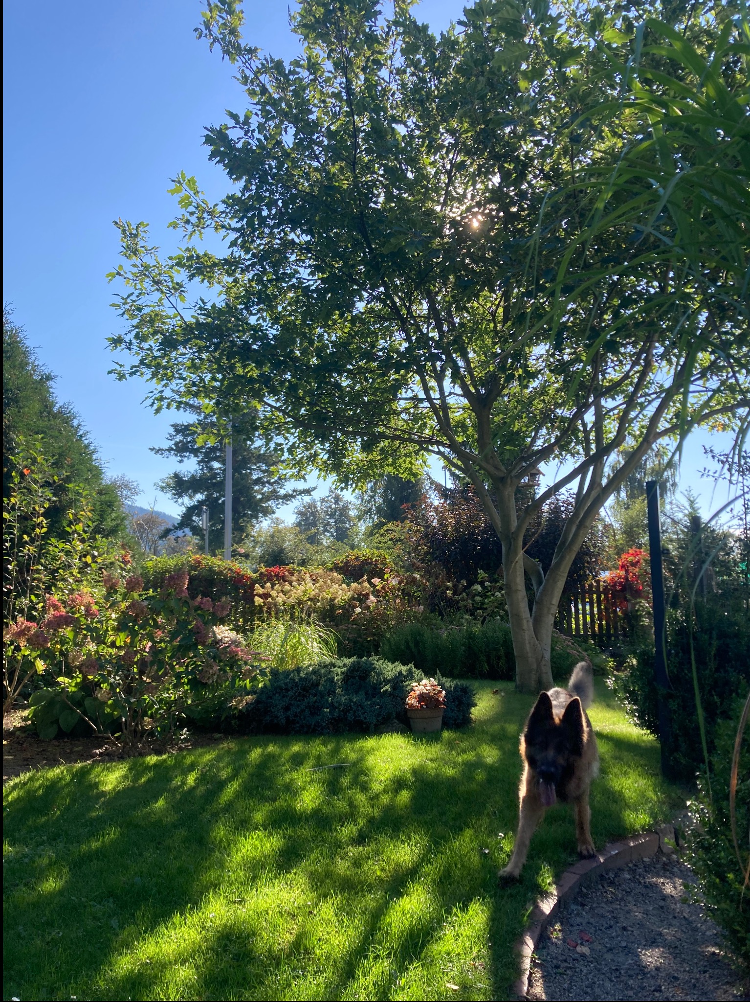 Zacieniony ogród z drzewem, kwitnącymi krzewami i zielonym trawnikiem. Pies rasy owczarek niemiecki stoi na pierwszym planie, a w tle widać górski krajobraz.