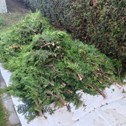 PLWORK SPÓŁKA Z OGRANICZONĄ ODPOWIEDZIALNOŚCIĄ - Stos gałęzi tui po przycięciu, leżących na białej plandece obok żywopłotu. Widoczne świeże cięcia.