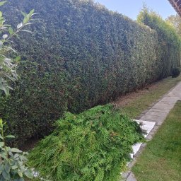 PLWORK SPÓŁKA Z OGRANICZONĄ ODPOWIEDZIALNOŚCIĄ - Długi, gęsty żywopłot z tui po przycięciu. Ścięte gałęzie leżą na białej plandece. Kostka brukowa i trawnik wzdłuż żywopłotu. Słoneczny dzień.