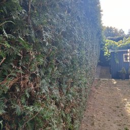 PLWORK SPÓŁKA Z OGRANICZONĄ ODPOWIEDZIALNOŚCIĄ - Wysoki, gęsty żywopłot z tui szmaragd, równo przycięty, z widocznymi brązowymi elementami wewnątrz. W tle domek narzędziowy i fragment ogrodu.