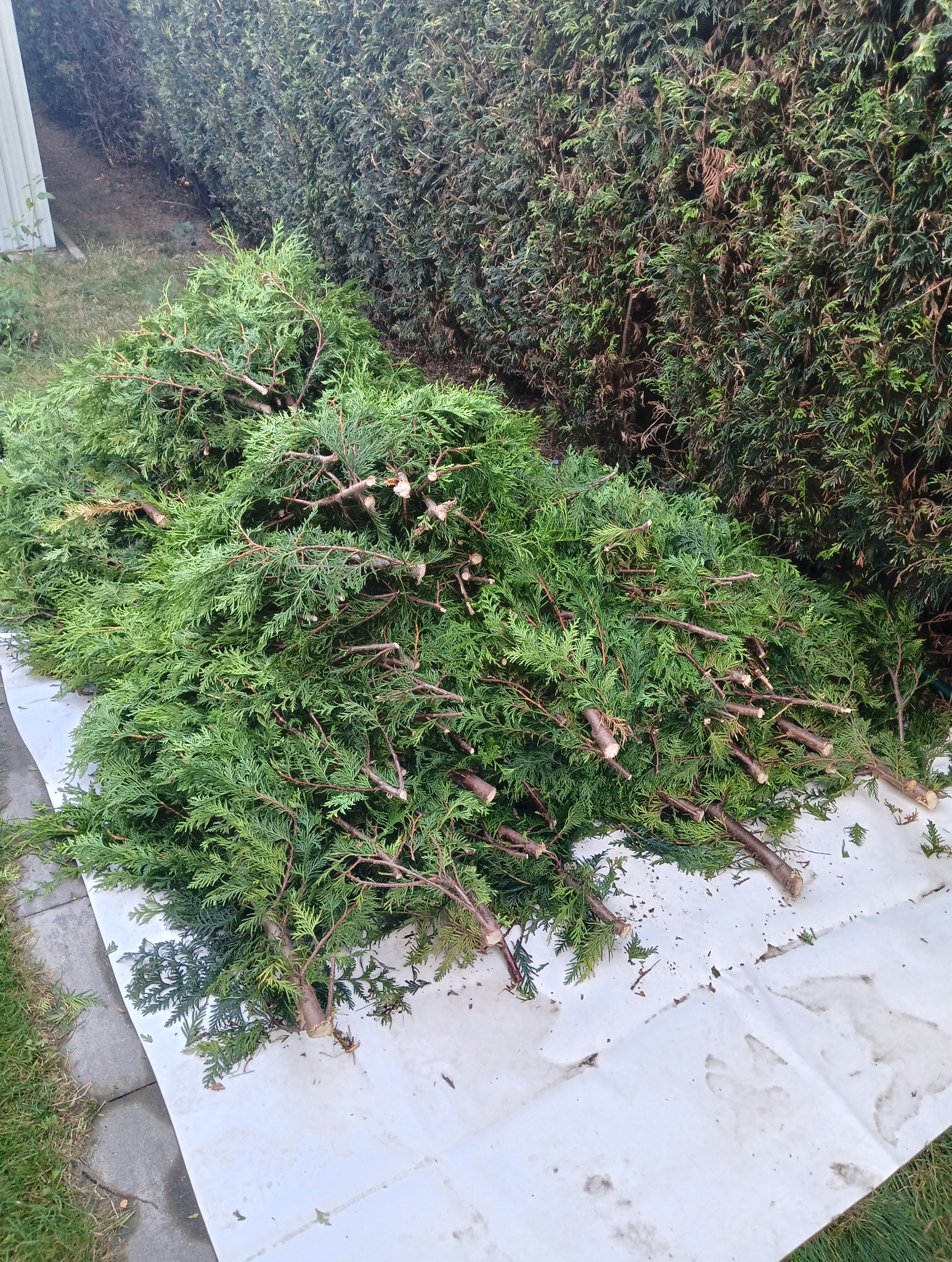 Stos gałęzi tui po przycięciu, leżących na białej plandece obok żywopłotu. Widoczne świeże cięcia.