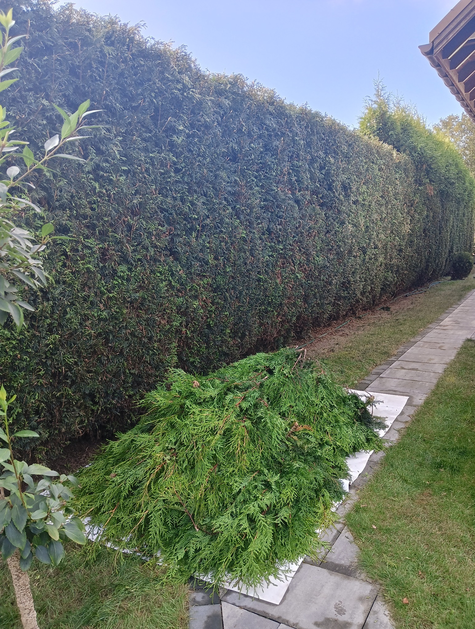 Długi, gęsty żywopłot z tui po przycięciu. Ścięte gałęzie leżą na białej plandece. Kostka brukowa i trawnik wzdłuż żywopłotu. Słoneczny dzień.