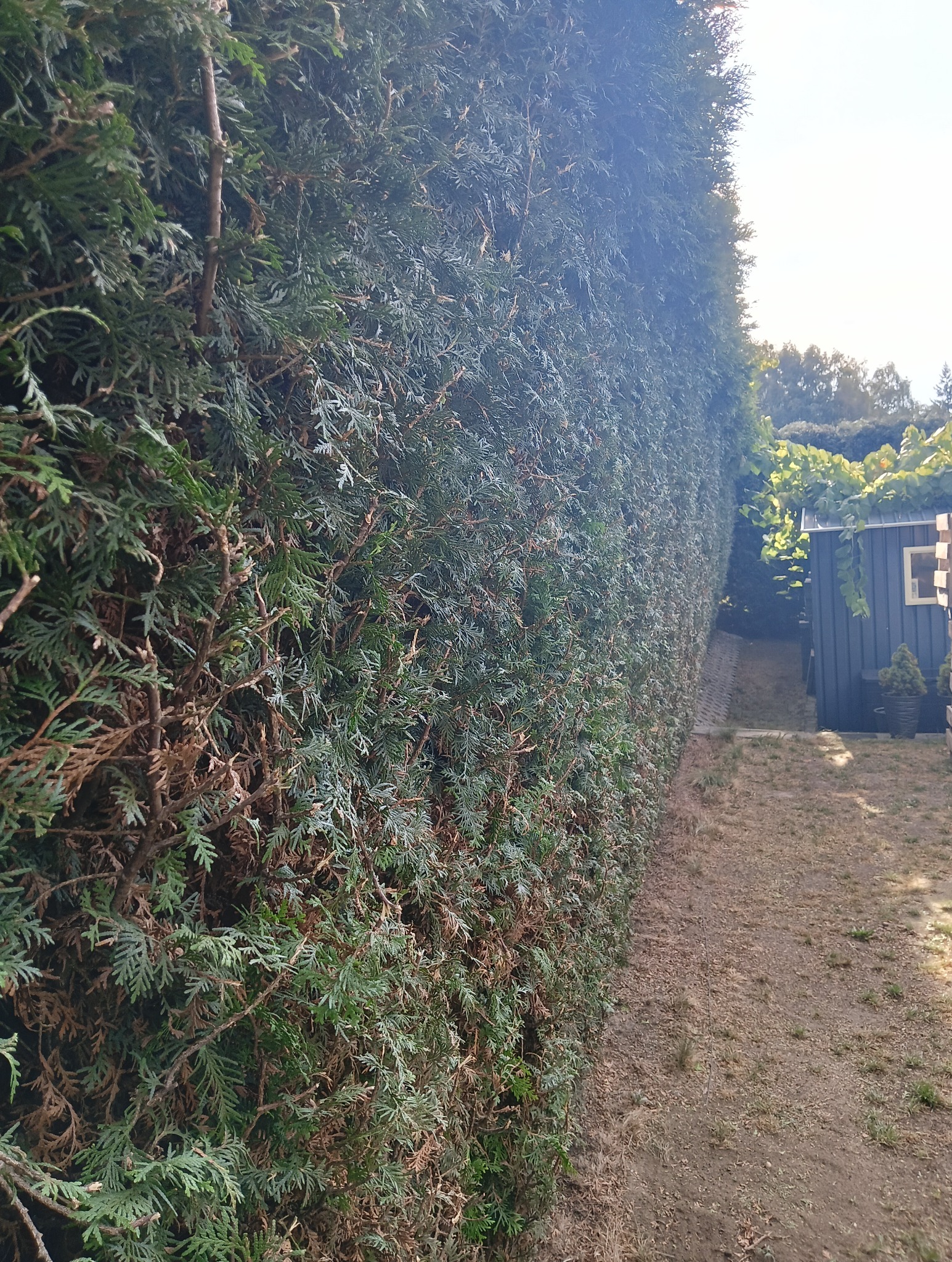 Wysoki, gęsty żywopłot z tui szmaragd, równo przycięty, z widocznymi brązowymi elementami wewnątrz. W tle domek narzędziowy i fragment ogrodu.