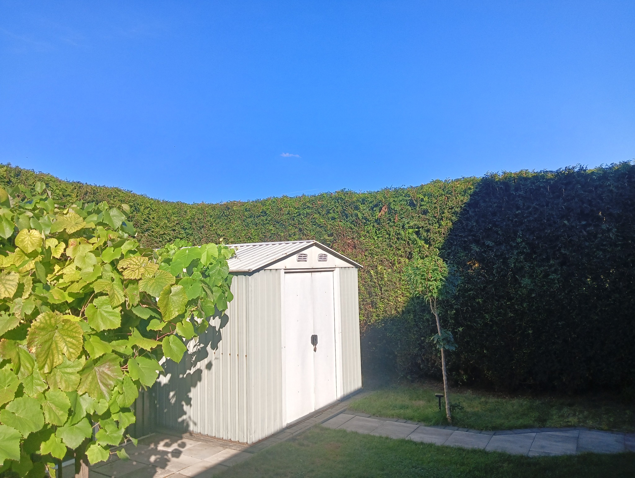 Metalowy domek ogrodowy na trawniku, otoczony wysokim, równo przyciętym żywopłotem i krzewami winorośli w słoneczny dzień. Czyste niebo.