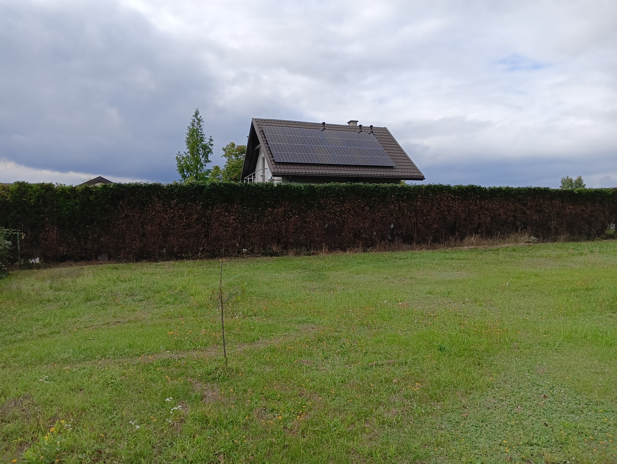 Dom jednorodzinny z brązowym dachem pokrytym panelami słonecznymi, widoczny zza wysokiego, brązowiejącego żywopłotu na tle pochmurnego nieba i zielonego trawnika.
