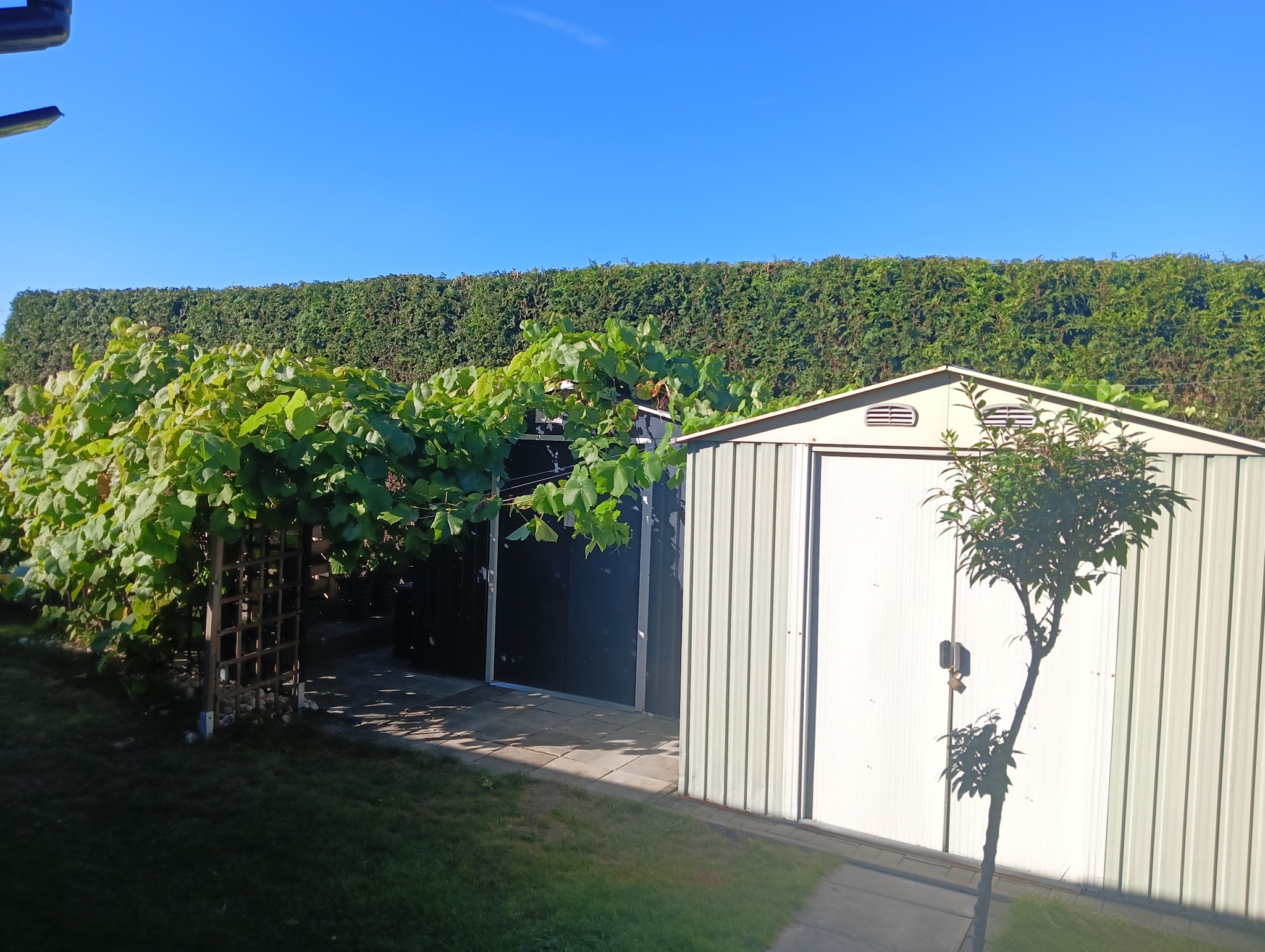 Metalowy domek narzędziowy z młodym drzewkiem na tle zielonego żywopłotu i błękitnego nieba. Pergola z winoroślą z lewej strony. Słoneczny dzień.