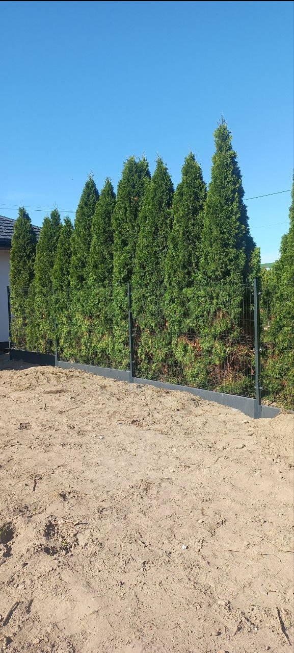 Nowoczesne ogrodzenie panelowe w kolorze grafitowym, oddzielające posesję od rzędu wysokich, zielonych tuj. Widok na czyste, błękitne niebo i fragment dachu domu.