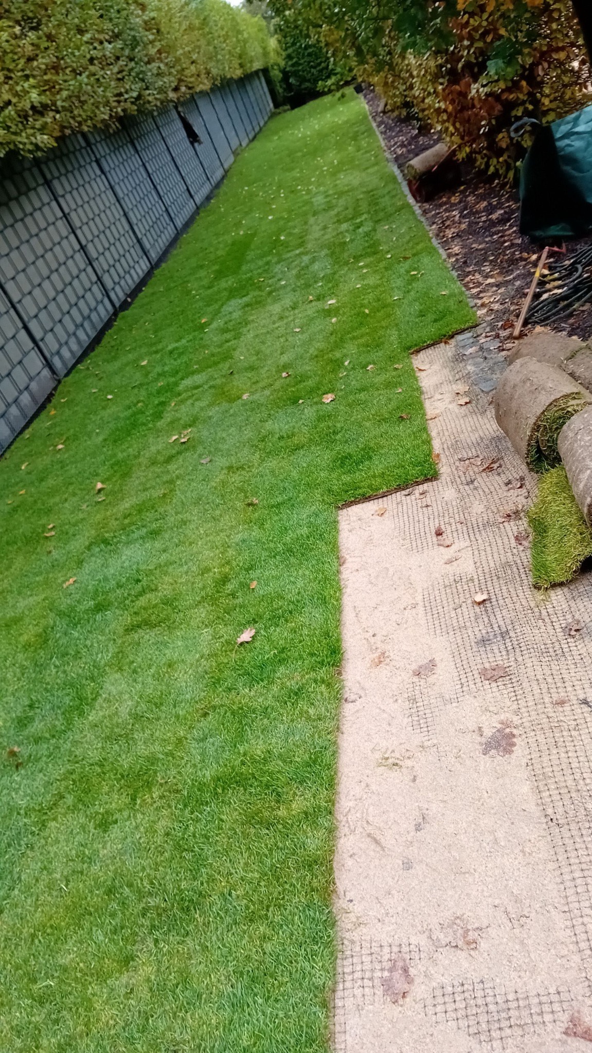 Układanie trawy z rolki: świeża, zielona darń na przygotowanym podłożu, widoczne rolki trawy i siatka wzmacniająca. Granica trawnika podkreślona przez szpaler krzewów.