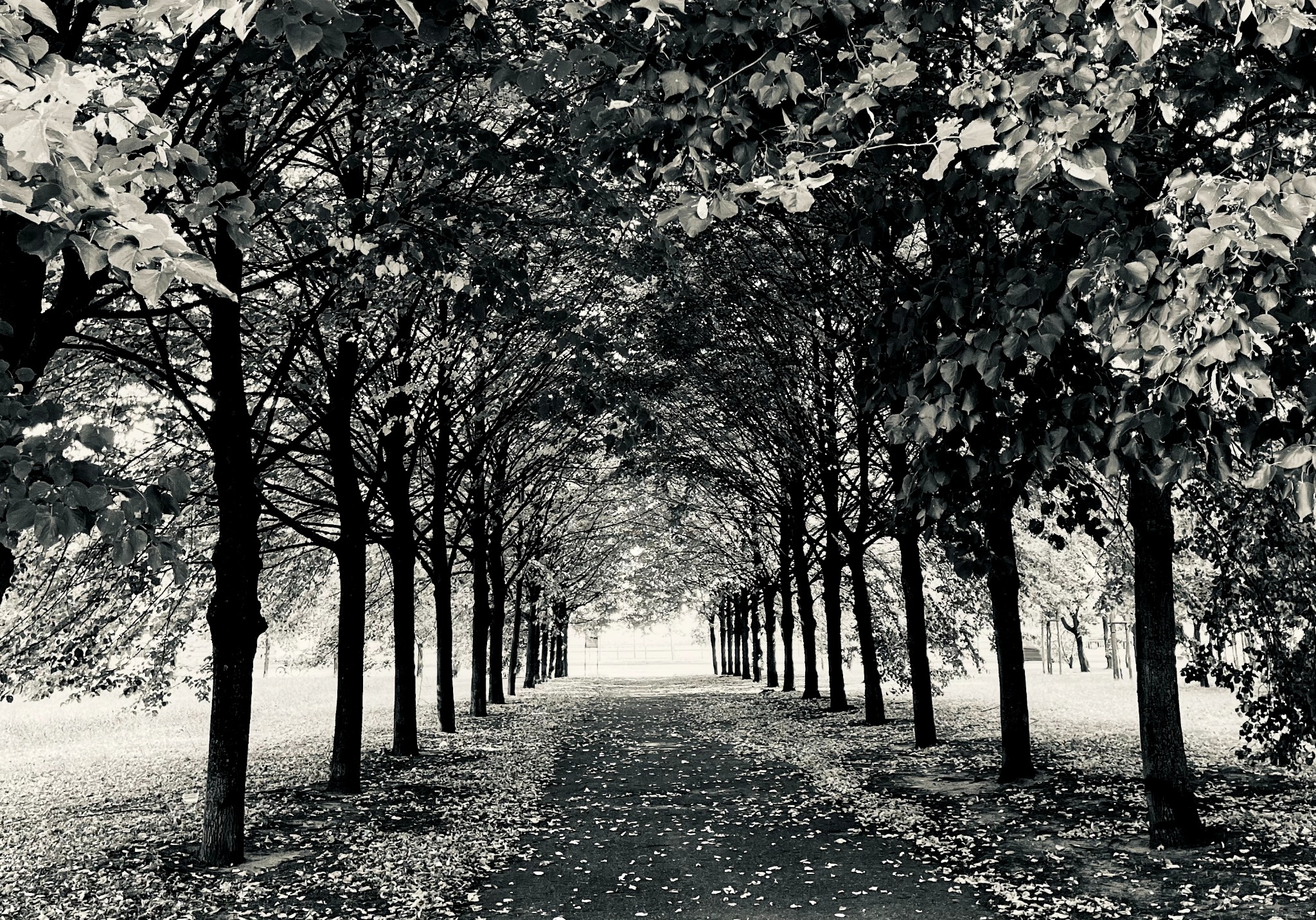 Czarno-biała fotografia alei drzew z opadłymi liśćmi, tworzących tunel świetlny. Klasyczna kompozycja z perspektywą zbieżną i kontrastowym oświetleniem.