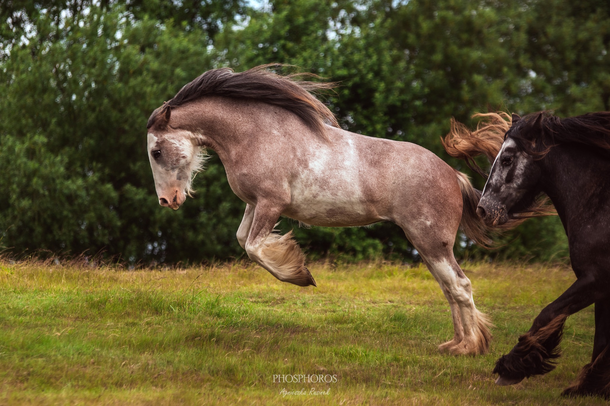 Dwa konie rasy Shire na zielonej łące. Jasny koń w ruchu, z rozwianą grzywą, drugi, ciemny, częściowo widoczny z prawej strony kadru. W tle drzewa.