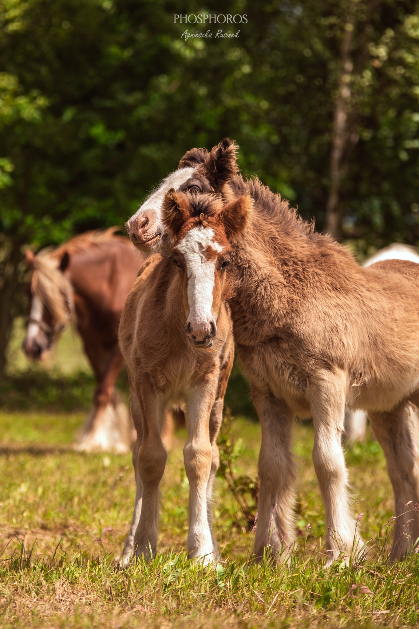 Dwa brązowe źrebaki o białych pyskach stojące blisko siebie na łące w słoneczny dzień. W tle widoczny dorosły koń i drzewa.