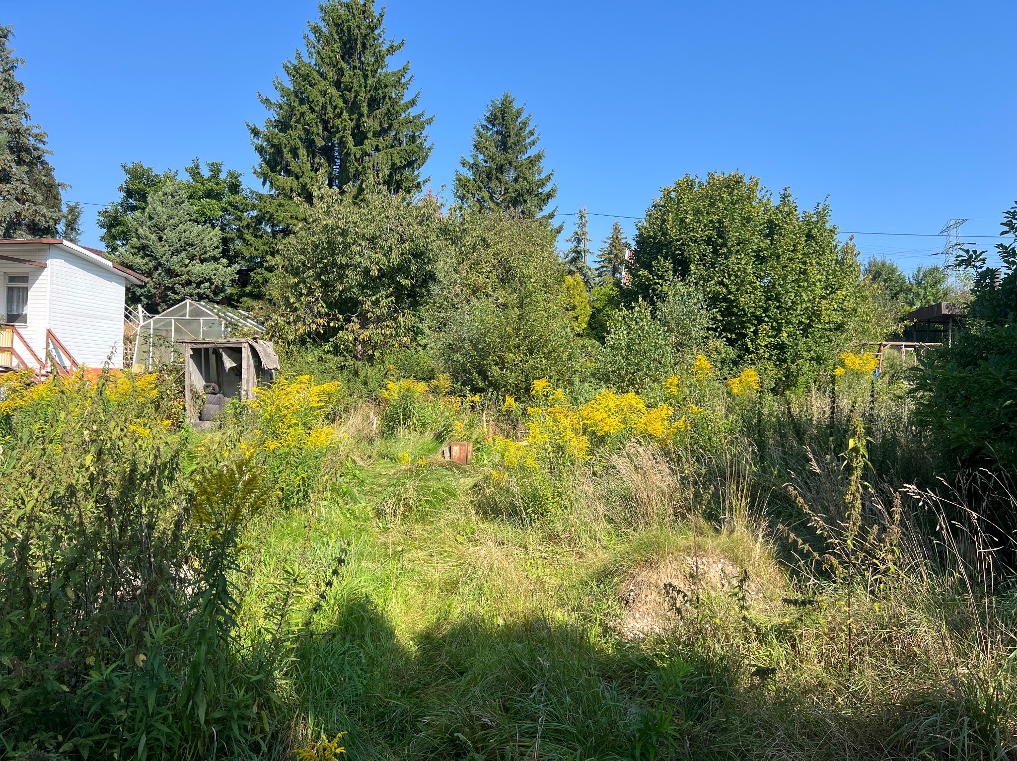 Zarośnięty ogród z wysoką trawą, żółtymi kwiatami i drzewami w tle. Widoczny fragment budynku i szklarni. Słoneczny dzień z błękitnym niebem.