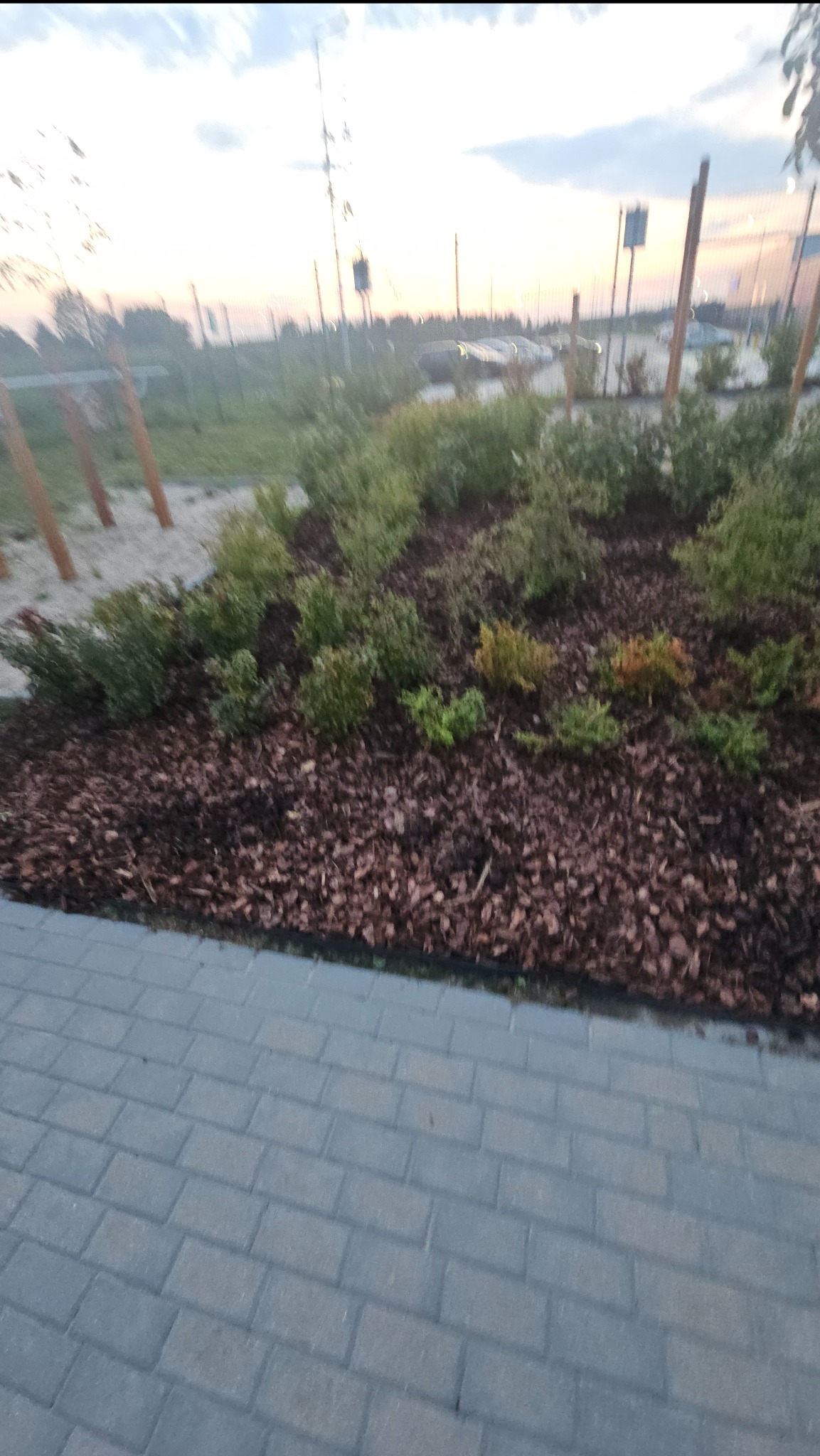 Kaskadowa rabata z krzewami i korą na tle kostki brukowej. Elementy małej architektury w tle. Rozmyte ujęcie, widoczne efekty zmierzchu.