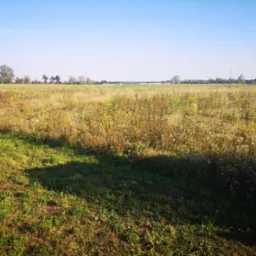 Działka przed koszeniem i po skoszeniu