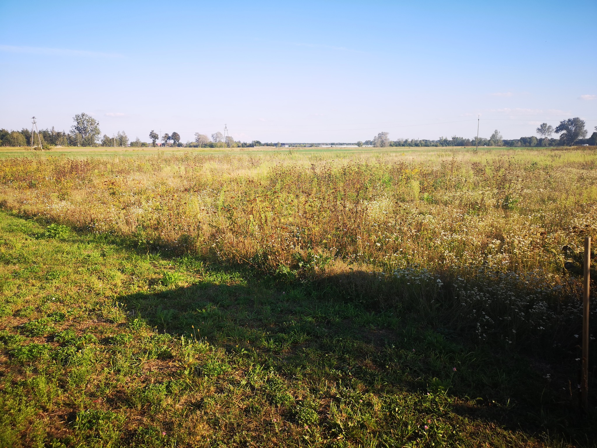 Działka przed koszeniem i po skoszeniu