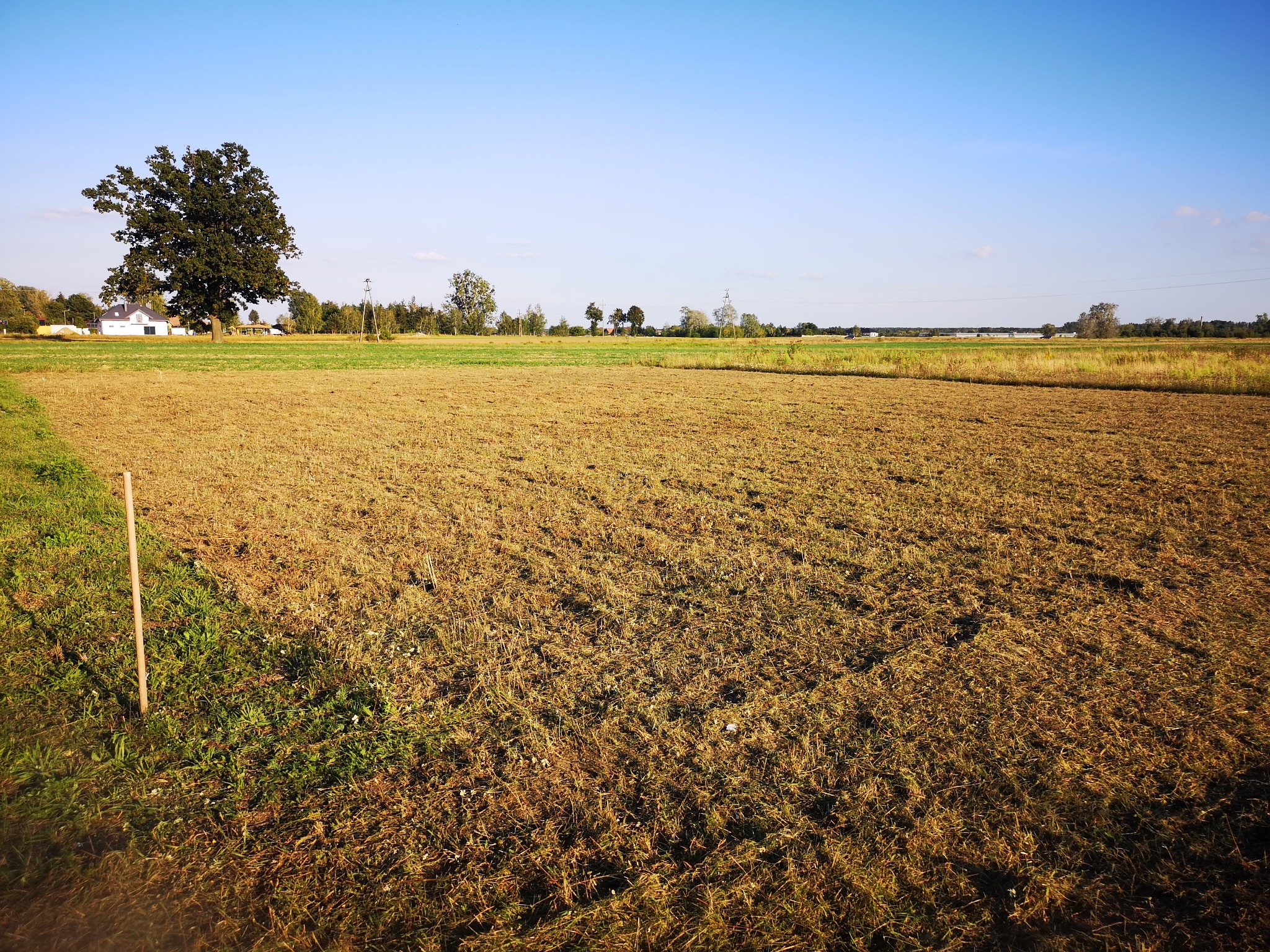 Szeroki kadr na pole z niską trawą po koszeniu, z drzewem po lewej i budynkami w tle pod błękitnym niebem. Widoczny słupek w rogu kadru.