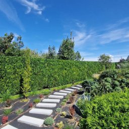 Przycinanie drzew Bielsko-Biała 3