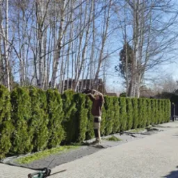 Mężczyzna przycina żywopłot z tui za pomocą elektrycznych nożyc. Na ziemi rozłożona czarna mata. W tle brzozy i świerk. Słoneczny dzień.