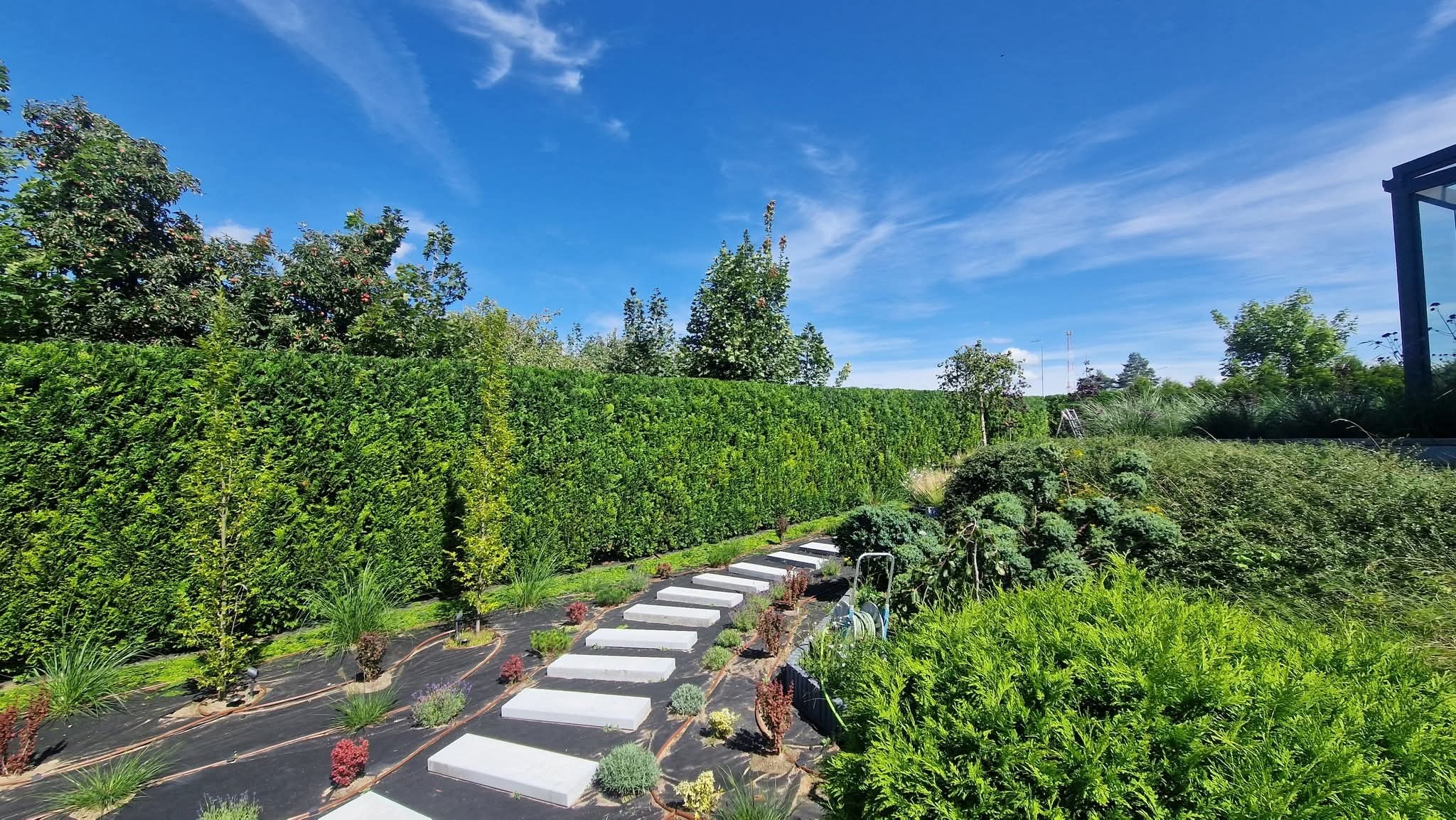 Ścieżka z białych płyt prowadząca przez ogród z równo przyciętym żywopłotem i świeżo posadzoną roślinnością na czarnej macie. Błękitne niebo w tle.