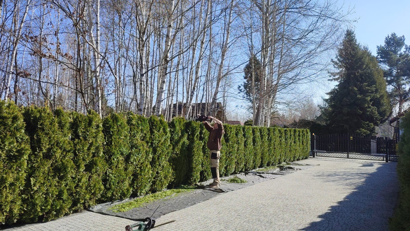 Mężczyzna przycina żywopłot z tui za pomocą elektrycznych nożyc. Na ziemi rozłożona czarna mata. W tle brzozy i świerk. Słoneczny dzień.