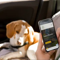 Osoba trzyma smartfon z otwartą stroną fundacji 'Dobre Duszki', w tle leży pies rasy beagle. Widok z wnętrza samochodu.