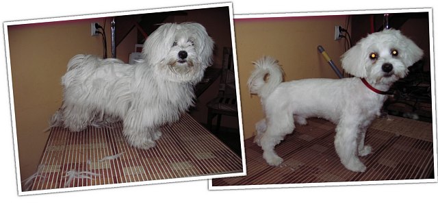Biały pies Maltańczyk przed i po strzyżeniu na stole groomerskim, widoczne obcięte włosy na blacie.