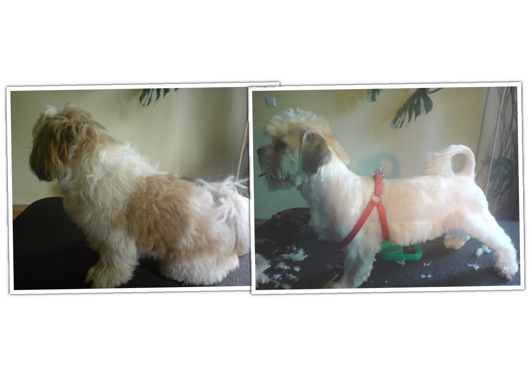Kolaż przedstawiający psa rasy Shih Tzu przed i po strzyżeniu; po prawej stronie pies z krótką sierścią i czerwoną uprzężą, obok leżą obcięte włosy.