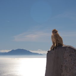 Konrad Barowicz - Makak siedzi na kamiennym murku z widokiem na morze i góry w oddali, oświetlony promieniami słońca. Jasne niebo z delikatnymi chmurami w tle.