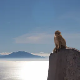 Makak siedzi na kamiennym murku z widokiem na morze i góry w oddali, oświetlony promieniami słońca. Jasne niebo z delikatnymi chmurami w tle.