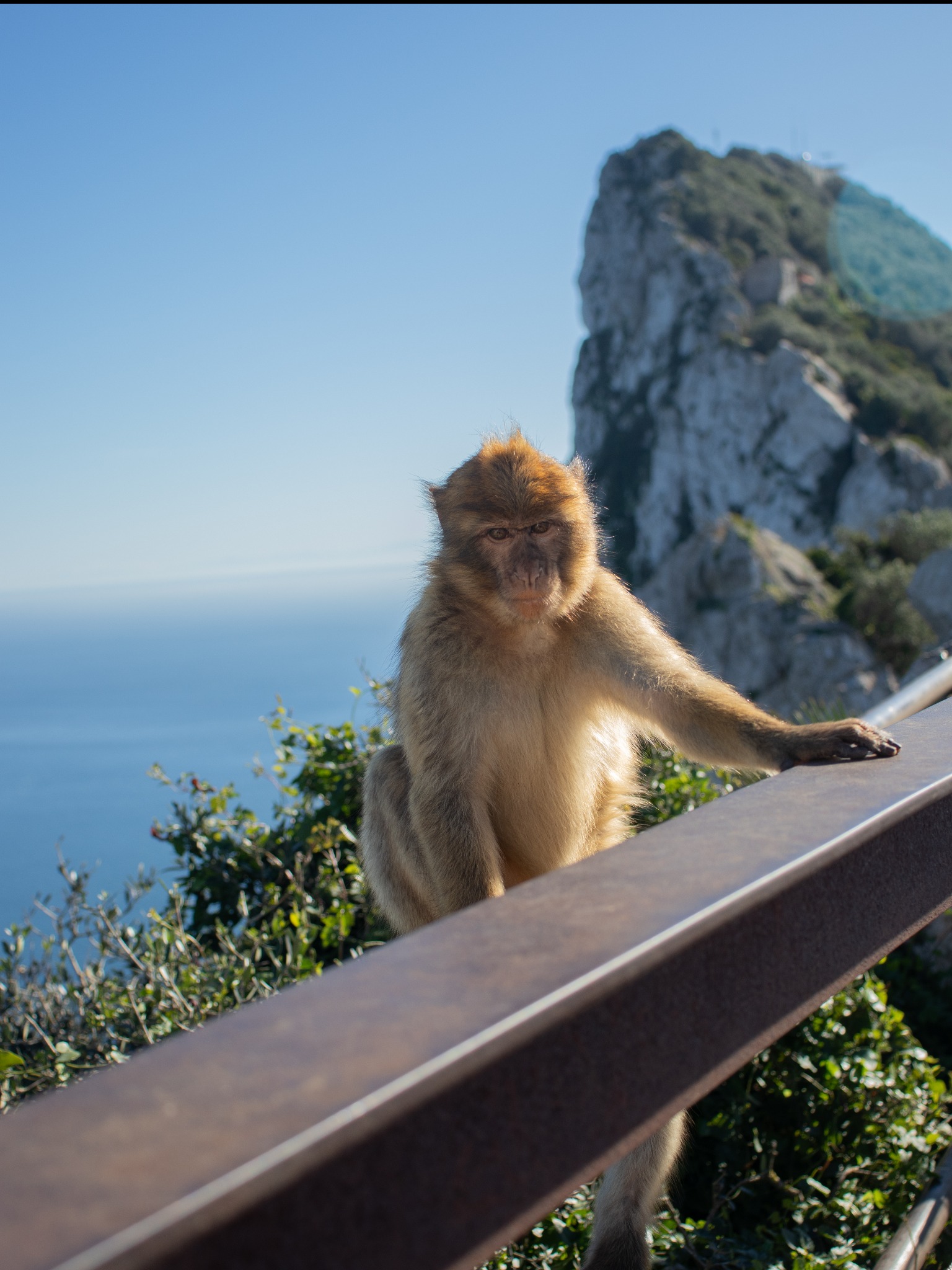 Makak berberyjski siedzi na barierce z widokiem na morze i skałę Gibraltar. Słońce oświetla futro małpy. Ujęcie z dołu podkreśla majestat zwierzęcia i krajobrazu.